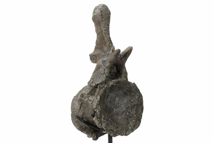 Sauropod Dinosaur Vertebra on Metal Stand - Wyoming #227739